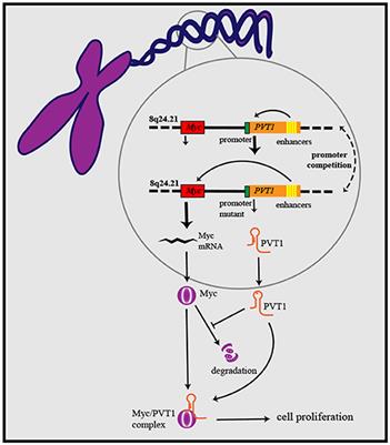 Regulatory Mechanisms and Clinical Applications of the Long Non-coding RNA PVT1 in Cancer Treatment